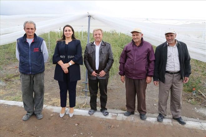 Deneme amaçlı olarak diktiği mucizevi bitkinin bahçesini kurdu