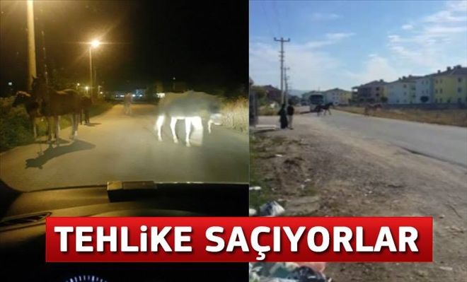 Başıboş atlar kazaya neden oldu: 4 yaralı