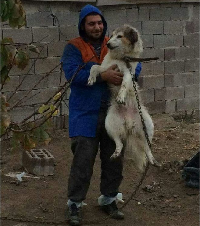 Hırsızlara karşı bağlı köpeği hırsızlar çaldı