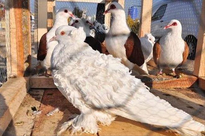 Güzelyurt İlçesinde Mezat Kültürü Yaşatılıyor