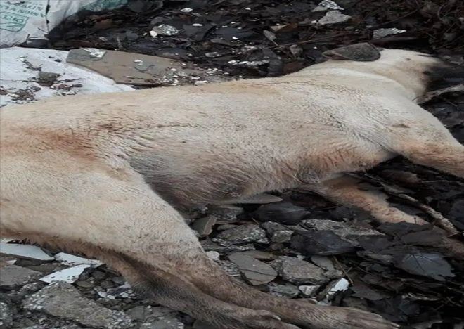 Caniler Köpekleri Zehirlediler | aksaray haberleri