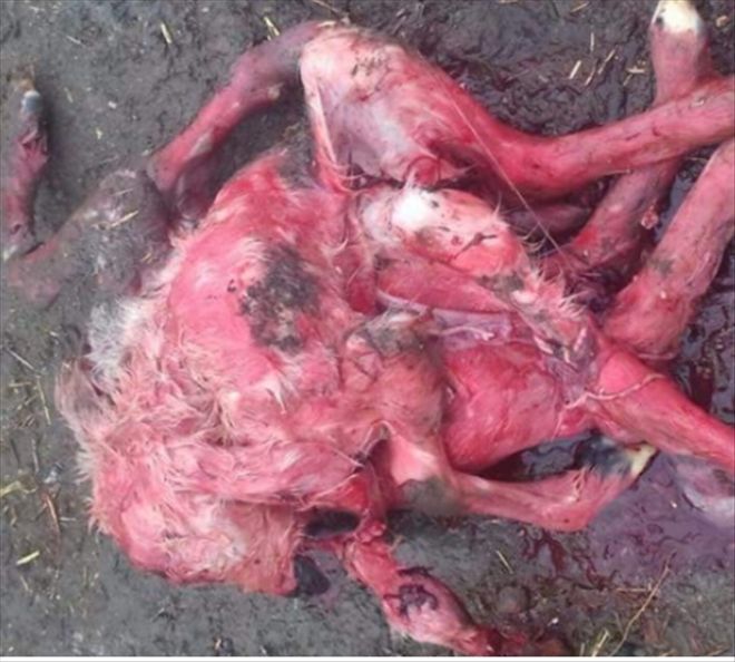 Aksaray´da 8 Bacaklı Kuzu Görenleri Hayrete Düşürdü
