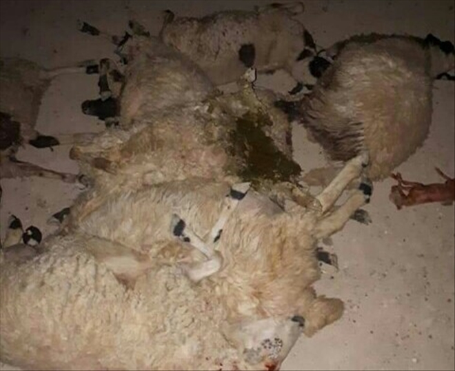 Otomobil koyun sürüsüne daldı 