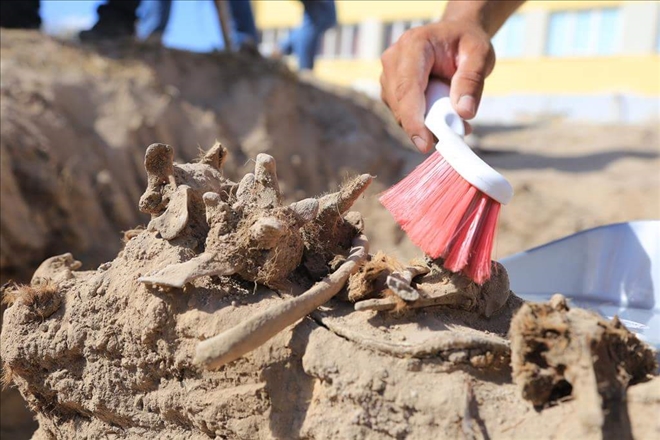 Toprak Altından Çıkartılan Aslan İskeleti Eğitim İçin Birleştirildi