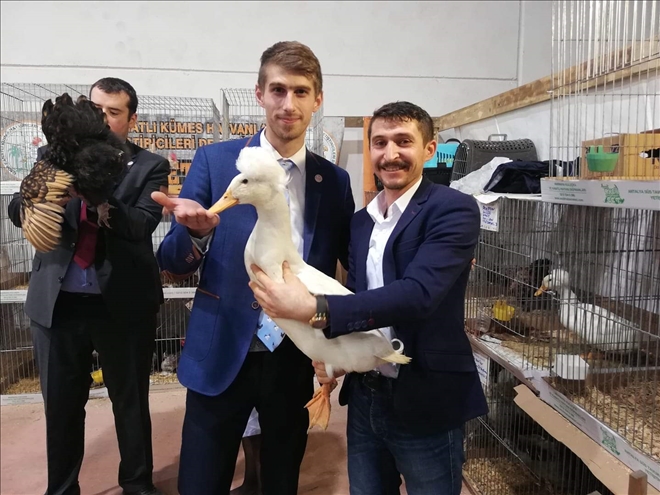 Aksaray´ın süs tavukları podyuma çıktı