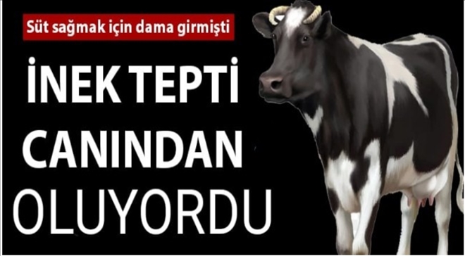 İneğin teptiği vatandaş ağır yaralandı