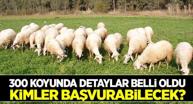 300 Koyunda Detaylar Belli Oldu | aksarayhaber68
