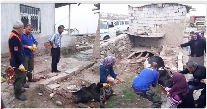 Foseptik Çukuruna Düşen İnek AFAD Ekipleri Tarafından Kurtarıldı