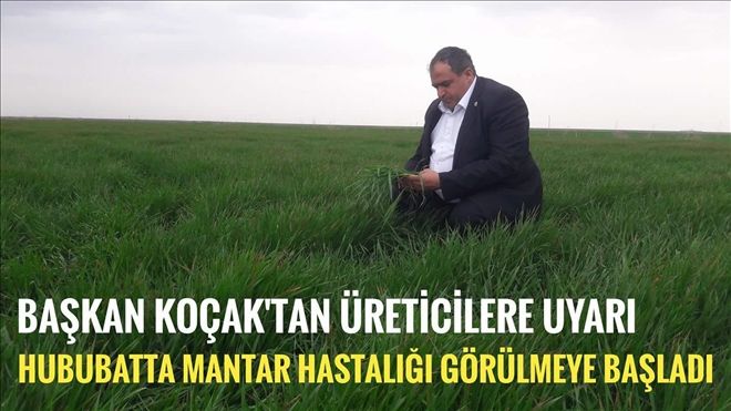 Hububatta Mantar Hastalığı Görülmeye Başladı | aksaray haberleri