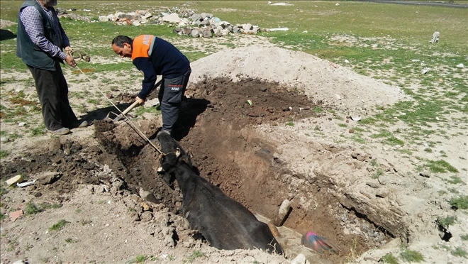 Foseptik çukuruna düşen hayvan kurtarıldı-aksarayhaber68