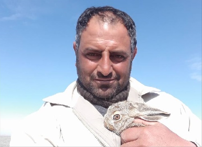 Yavru tavşanı köpeklerin elinden kurtarıp doğaya bıraktı
