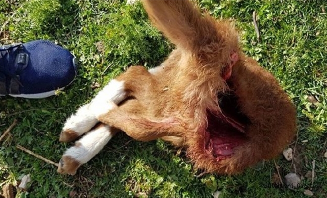 Başıboş köpekler kuzuları telef etti-aksarayhaber68