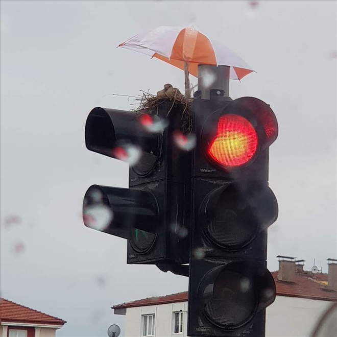 Böyle kuş sevgisi görülmedi!