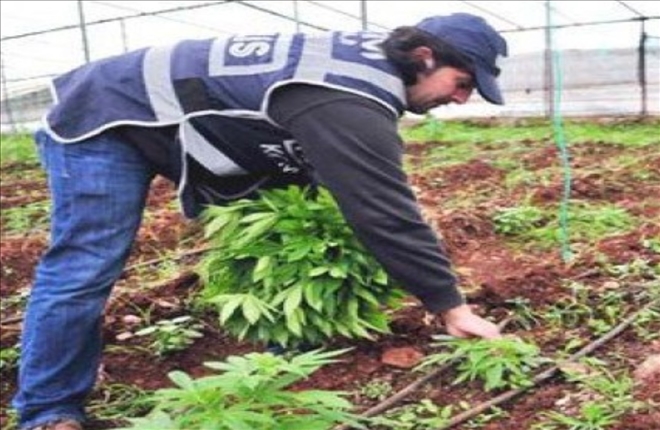  Aksaray´da 217 kök Hint Keneviri ele geçirildi
