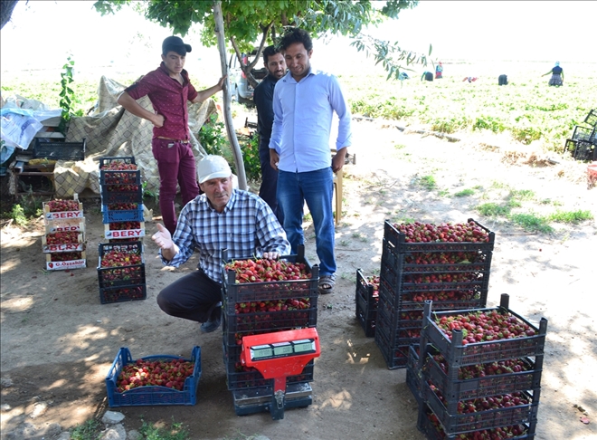 Mevsimlik işçiydi çilek üreticisi oldu
