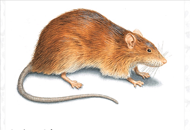 Mahalleyi fareler bastı