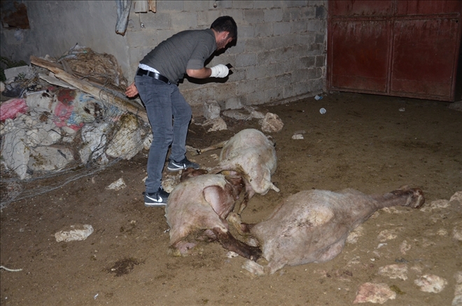 Karaman´da sokak köpeklerinin koyunları telef ettiği iddiası