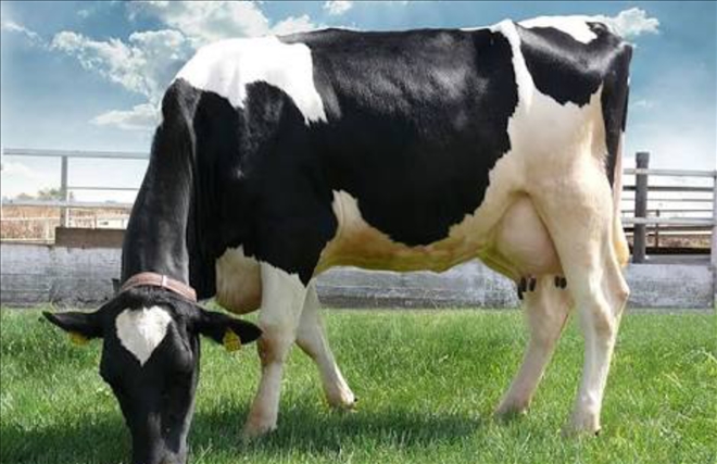 Aksaray´da hayvan hırsızları 1 adet büyükbaş hayvan çaldı