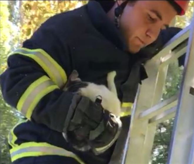 Ağaçta mahsur kalan kedi İtfaiye tarafından kurtarıldı