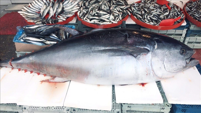 Aksaray´da 200 kiloluk orkinos ilgi odağı oldu