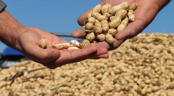 Aksaray´da yer fıstığı yetiştirdi:Dekarda 500 kilogram ürün aldı