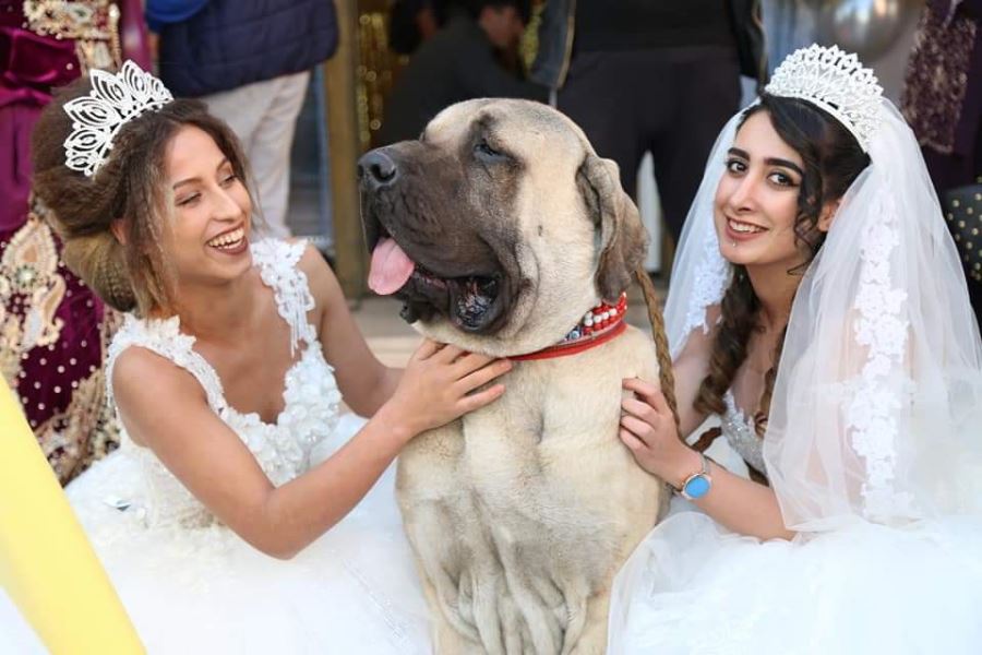 Aksaray malaklısı 