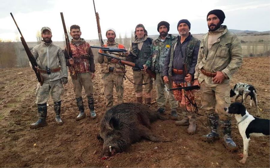 Domuz sürüleri kabus oldu,avcılar sürek avı başlattı