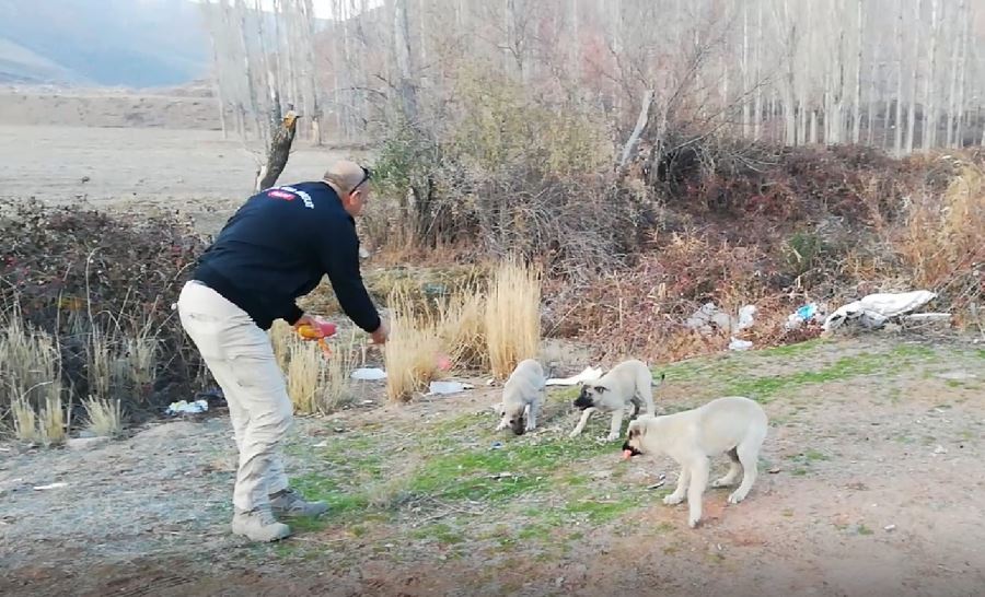 Gazi Özel Harekatçılar sokak hayvanlarına sahip çıktılar