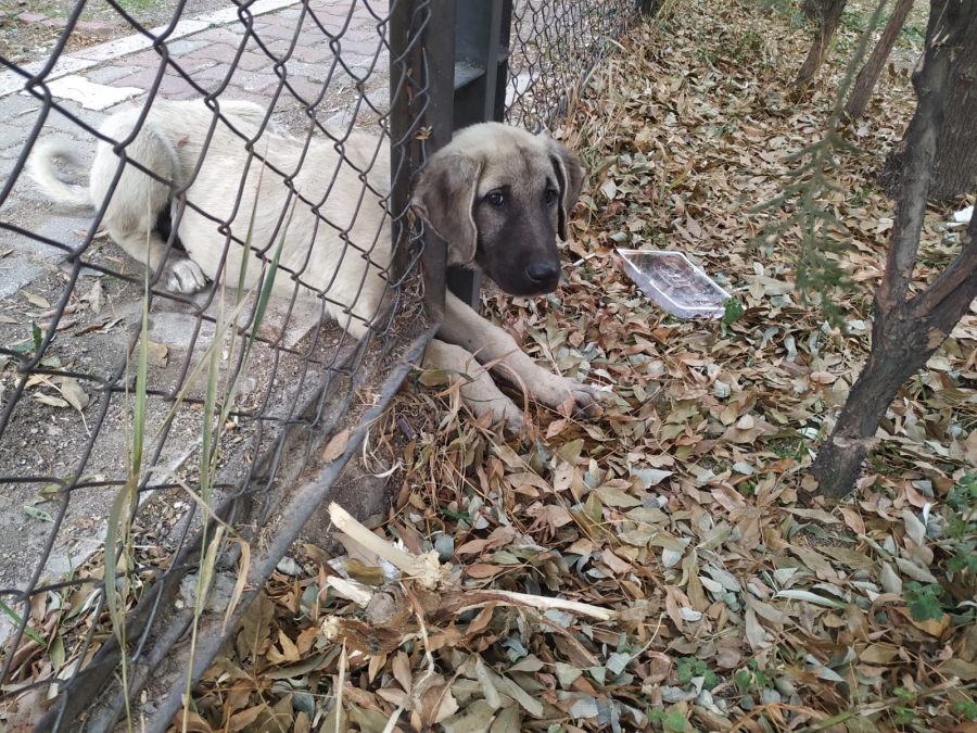 Demir korkuluğa sıkışan köpeği itfaiye kurtardı