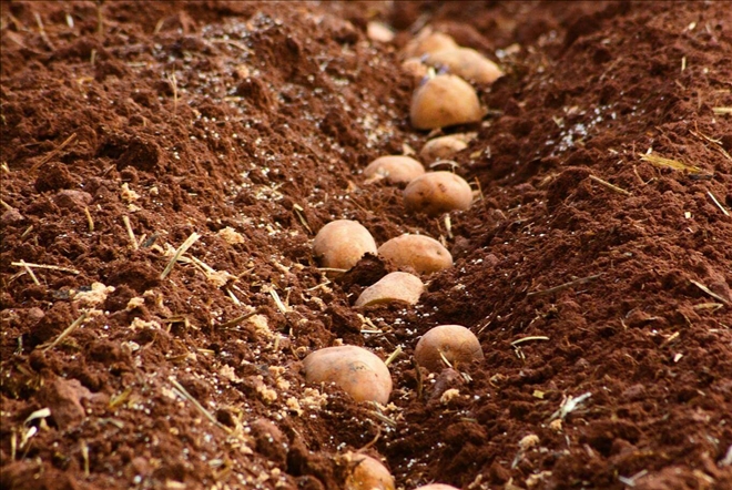 Aksaray´da patates ekim yasağı yok