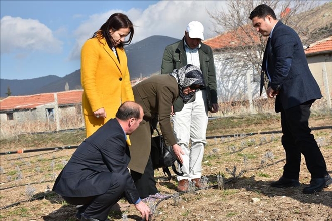 Aksaray´a lavanta kokusu yayılıyor