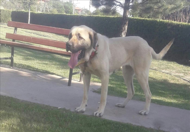 Malaklı köpekleri hırsızların hedefi oldu