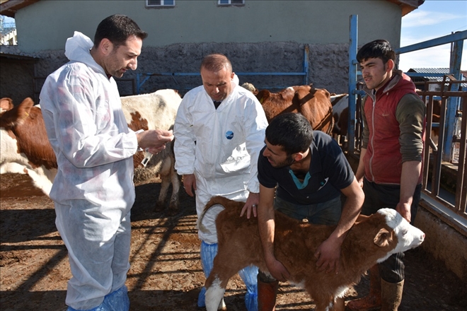 Büyükbaş Hayvan Hastalıkları Bilgilendirme Ziyareti Yapıldı