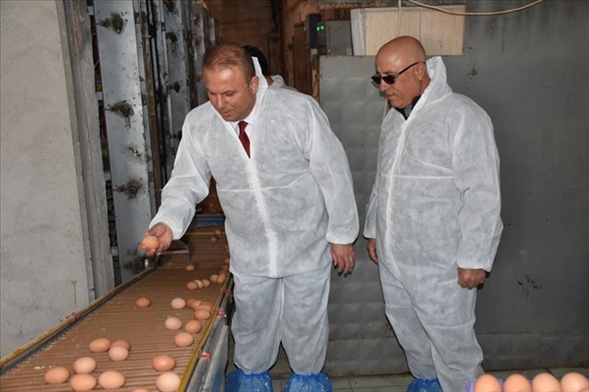 Yumurta üretim tesisi ziyaret edildi 
