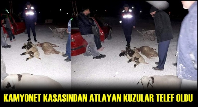 Kamyonet kasasından atlayan kuzular telef oldu