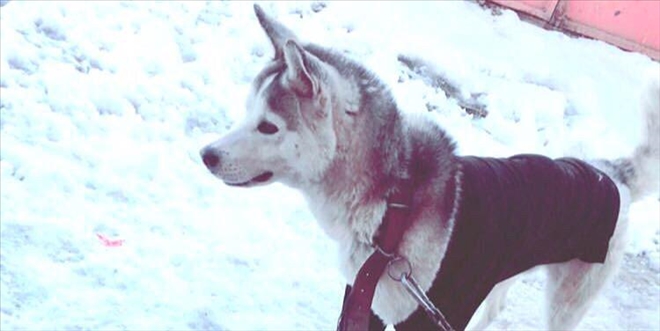 Hırsızların yeni hedefi cins köpekler