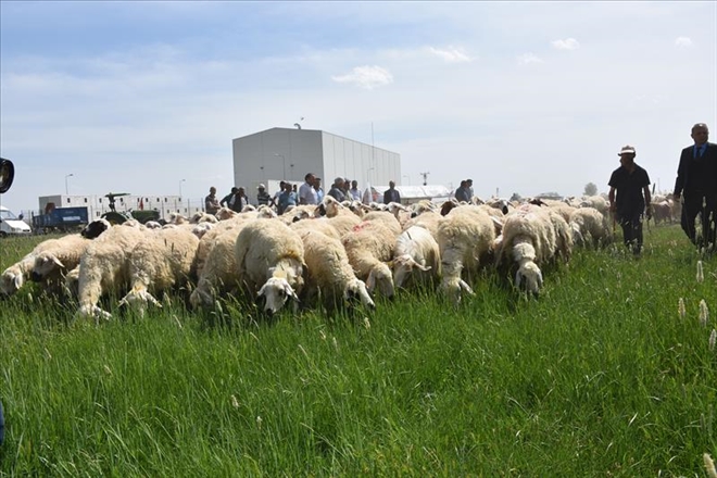 Aksaray´da mera ıslahı ile otlaklar gürleşti