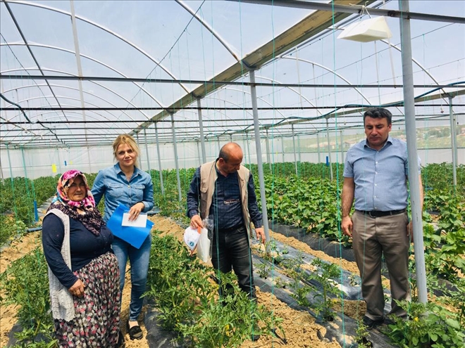 Tuta absoluta (Domates Güvesi) Mücadelesi İçin Seralara Tuzaklar Asıldı