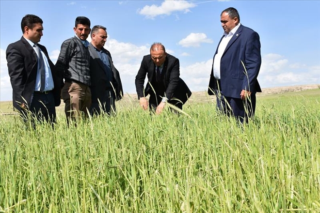 Aksaray´da dolu yağışının zarar tespit çalışmaları devam ediyor