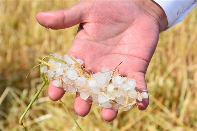 Dolu ekinlere büyük zarar verdi