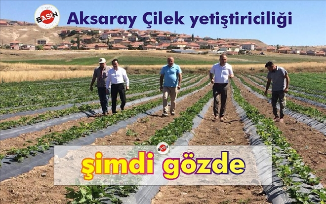 ´Çilek Tadında Aksaray´ Aksaray´da çilek yetiştiriciliği  yaygınlaşıyor