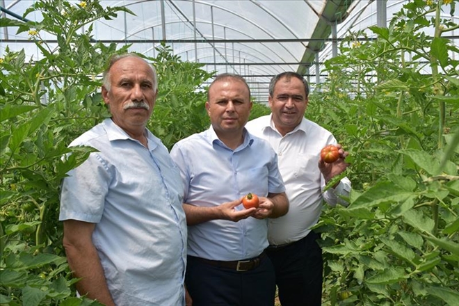 Seralarda ürünler hasat ediliyor