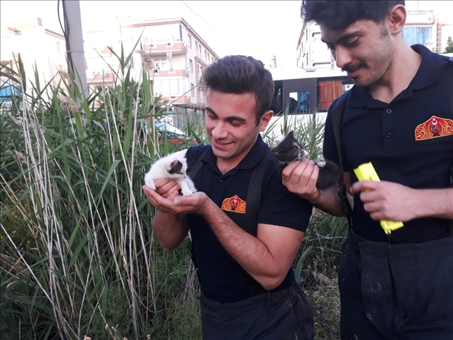 Kuyuya düşen yavru kediler kurtarıldı