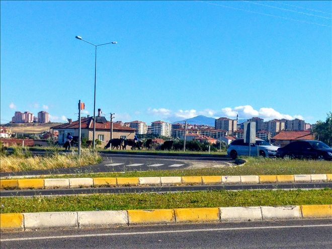 Karayolunda Büyük Tehlike! Başıboş Hayvanlar Karayollarında Kazaya Davetiye Çıkarıyor 
