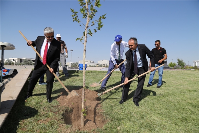 Hocaların Hocası Onuruna Çınar Fidanı Dikildi