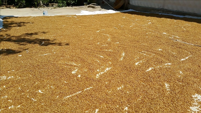 Tadını Güneşten Alan Lezzet´Bulgur´