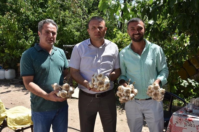 Aksaray´dan yurtdışına sarımsak ihracatı yapılıyor