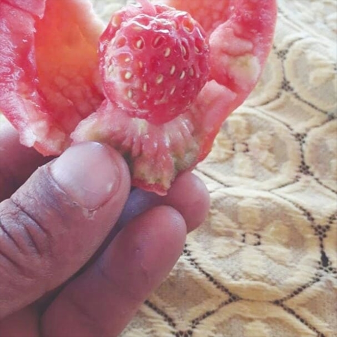 Domates diye dikti,çilek çıktı