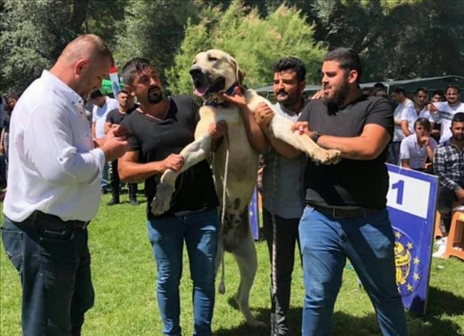 Aksaray Malaklısı yarışmalarda zirveye damga vuruyor