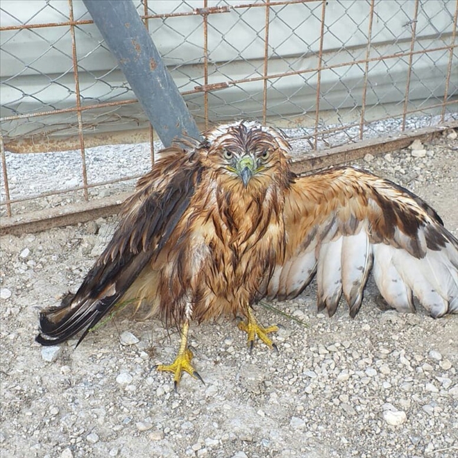 Yaralı şahin, tedavi edilmek üzere görevlilere teslim edildi
